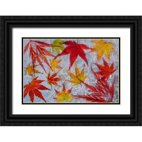 Fall maple leaves in ice Black Ornate Wood Framed Art Print with Double Matting by Jaynes Gallery