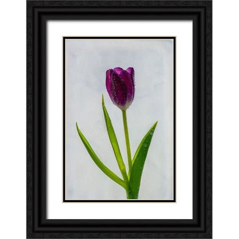 Tulip in ice Black Ornate Wood Framed Art Print with Double Matting by Jaynes Gallery