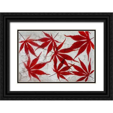 Fall maple leaves in ice Black Ornate Wood Framed Art Print with Double Matting by Jaynes Gallery