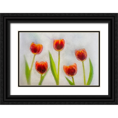 Tulip in ice Black Ornate Wood Framed Art Print with Double Matting by Jaynes Gallery
