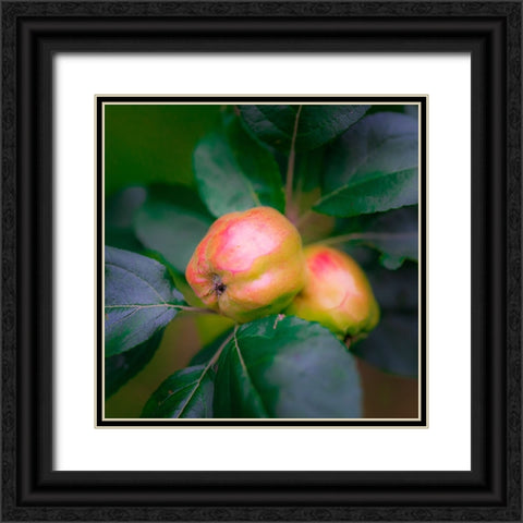 Full frame of apples on branch Black Ornate Wood Framed Art Print with Double Matting by Muir, Janet
