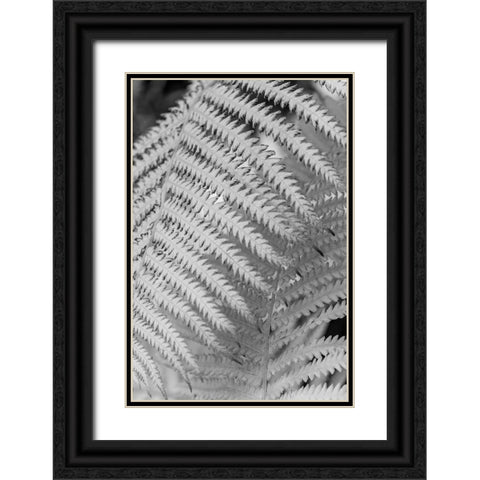 Fern. Black Ornate Wood Framed Art Print with Double Matting by Muir, Janet