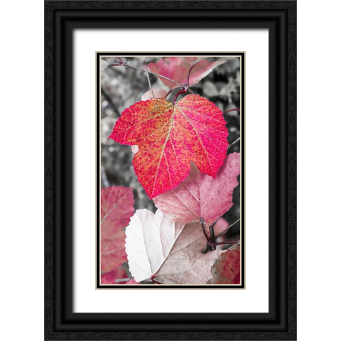 Close-up of an sycamore leaf rendered in red and grey. Black Ornate Wood Framed Art Print with Double Matting by Muir, Janet