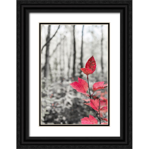 Sycamore branch in forest setting. Black Ornate Wood Framed Art Print with Double Matting by Muir, Janet