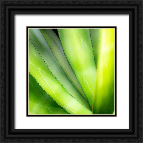 Close-up of vibrant agave leaves. Black Ornate Wood Framed Art Print with Double Matting by Muir, Janet