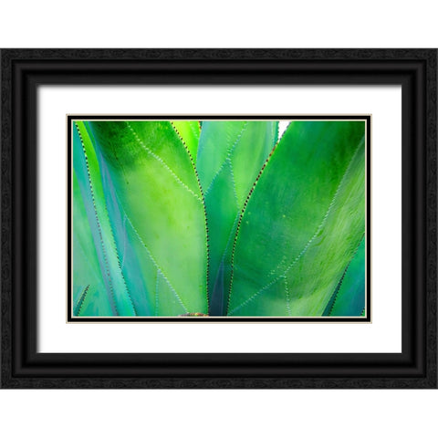 Close-up of vibrant agave leaves Black Ornate Wood Framed Art Print with Double Matting by Muir, Janet