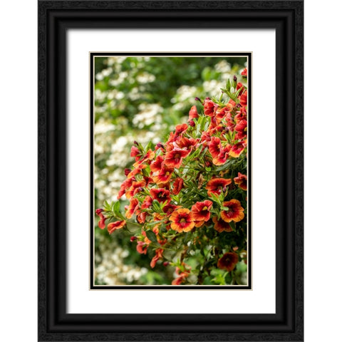 Hanging planters of Calibrachoa-or Million Bells or Trailing Petunia-They are herbaceous plants wit Black Ornate Wood Framed Art Print with Double Matting by Horton, Janet