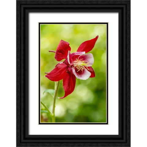 Rocky Mountain Columbine in bloom Black Ornate Wood Framed Art Print with Double Matting by Horton, Janet