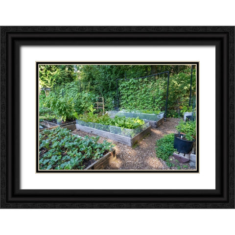 Raised garden beds in a community garden containing strawberries-Chioggia beets-lettuce and pole be Black Ornate Wood Framed Art Print with Double Matting by Horton, Janet