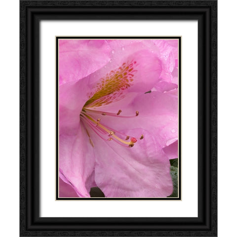 Rhododendron flower Black Ornate Wood Framed Art Print with Double Matting by Wild, Jamie and Judy