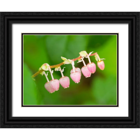 Salal flowers Black Ornate Wood Framed Art Print with Double Matting by Wild, Jamie and Judy