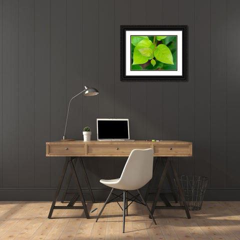 Salal leaves Black Ornate Wood Framed Art Print with Double Matting by Wild, Jamie and Judy