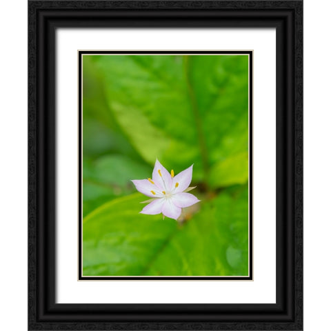 Star flower Black Ornate Wood Framed Art Print with Double Matting by Wild, Jamie and Judy