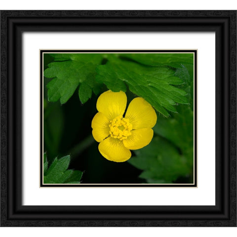 Creeping Buttercup Black Ornate Wood Framed Art Print with Double Matting by Wild, Jamie and Judy