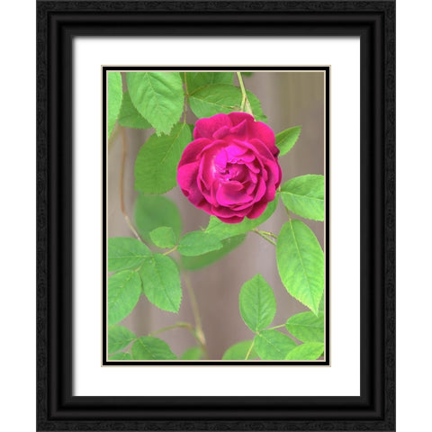 Rose Black Ornate Wood Framed Art Print with Double Matting by Wild, Jamie and Judy