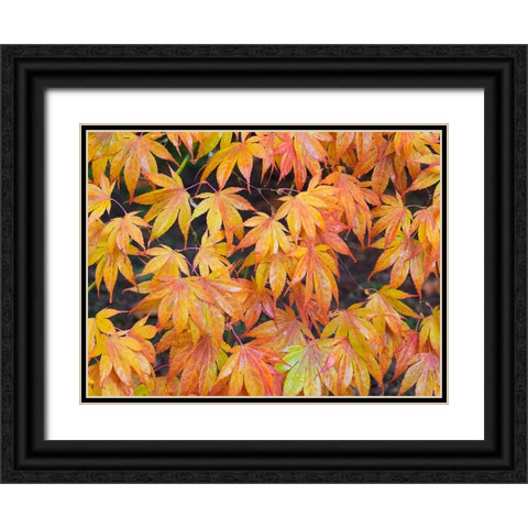 Maple leaves Black Ornate Wood Framed Art Print with Double Matting by Wild, Jamie and Judy