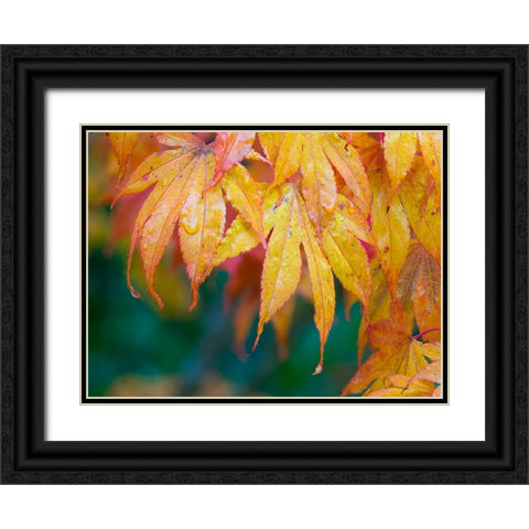 Maple leaves Black Ornate Wood Framed Art Print with Double Matting by Wild, Jamie and Judy