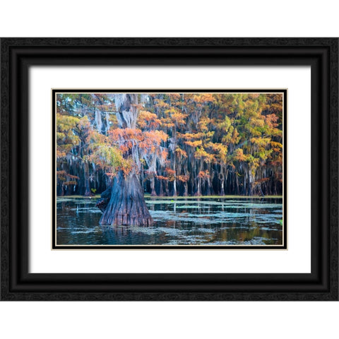 Bald cypress in autumn color Black Ornate Wood Framed Art Print with Double Matting by Ditto, Larry