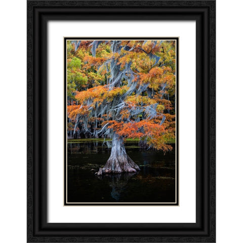 Bald cypress and Spanish moss in autumn color Black Ornate Wood Framed Art Print with Double Matting by Ditto, Larry