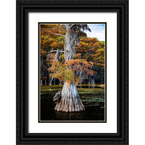 Bald cypress and Spanish moss- Caddo Lake- Texas Black Ornate Wood Framed Art Print with Double Matting by Ditto, Larry