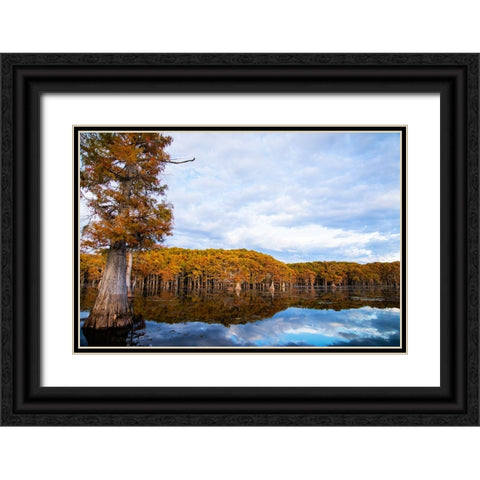 Bald cypress forest- Caddo Lake- Texas Black Ornate Wood Framed Art Print with Double Matting by Ditto, Larry