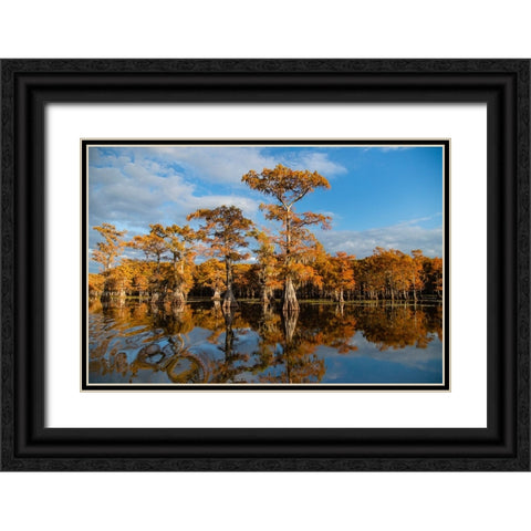 Bald cypress in fall color Black Ornate Wood Framed Art Print with Double Matting by Ditto, Larry