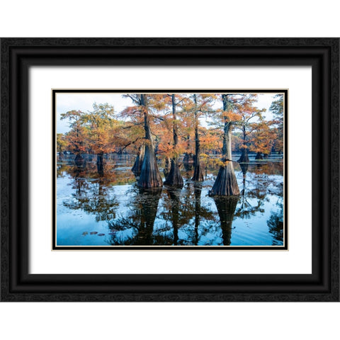 Bald cypress in fall color Black Ornate Wood Framed Art Print with Double Matting by Ditto, Larry
