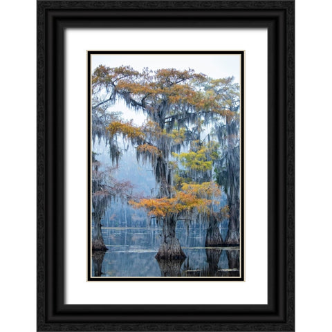 Bald cypress in fall color Black Ornate Wood Framed Art Print with Double Matting by Ditto, Larry
