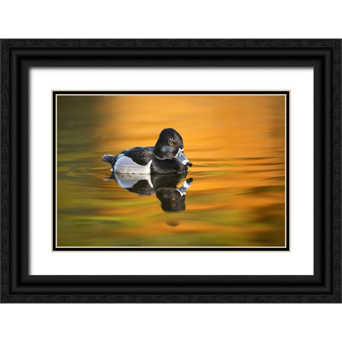 Ring-necked duck Black Ornate Wood Framed Art Print with Double Matting by Jones, Adam