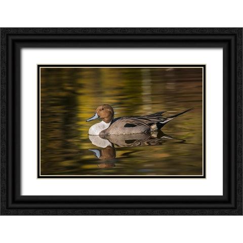 Pintail duck Black Ornate Wood Framed Art Print with Double Matting by Jones, Adam
