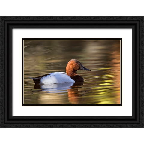 Canvasback duck Black Ornate Wood Framed Art Print with Double Matting by Jones, Adam