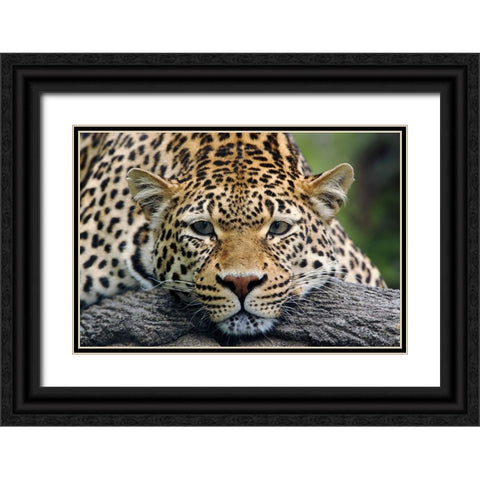 Leopard resting facing forward-captive animal Black Ornate Wood Framed Art Print with Double Matting by Jones, Adam