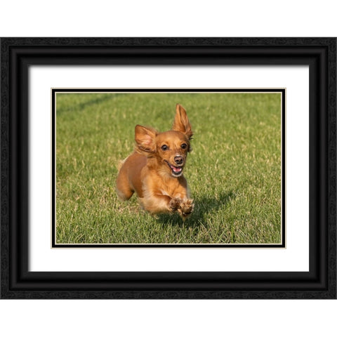 Miniature Dachshund running toward camera Black Ornate Wood Framed Art Print with Double Matting by Jones, Adam