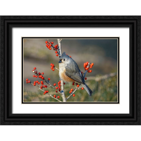 Tufted titmouse among red berries in winter Black Ornate Wood Framed Art Print with Double Matting by Jones, Adam