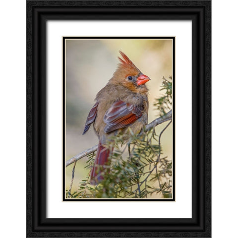 Female northern cardinal in winter Black Ornate Wood Framed Art Print with Double Matting by Jones, Adam