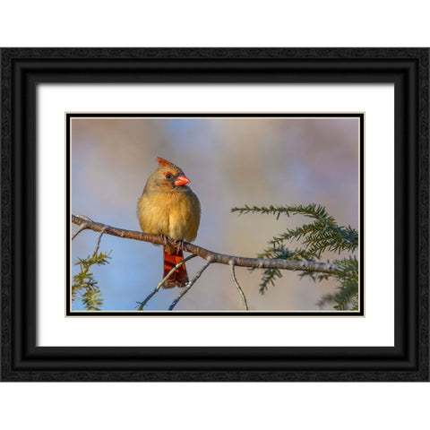 Female northern cardinal in winter Black Ornate Wood Framed Art Print with Double Matting by Jones, Adam