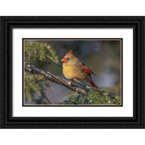 Female northern cardinal in winter Black Ornate Wood Framed Art Print with Double Matting by Jones, Adam