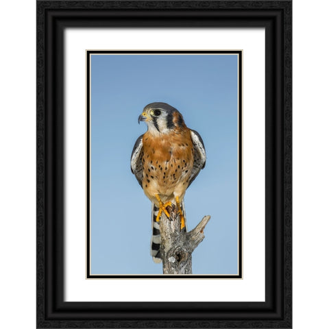 Male American Kestrel Black Ornate Wood Framed Art Print with Double Matting by Jones, Adam