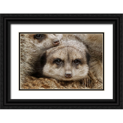 Meerkat family sleeping together Black Ornate Wood Framed Art Print with Double Matting by Jones, Adam