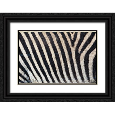 Burchells zebra pattern of black and white stripes Black Ornate Wood Framed Art Print with Double Matting by Jones, Adam