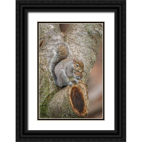 Gray Squirrel eating a walnut from favorite perch Black Ornate Wood Framed Art Print with Double Matting by Jones, Adam