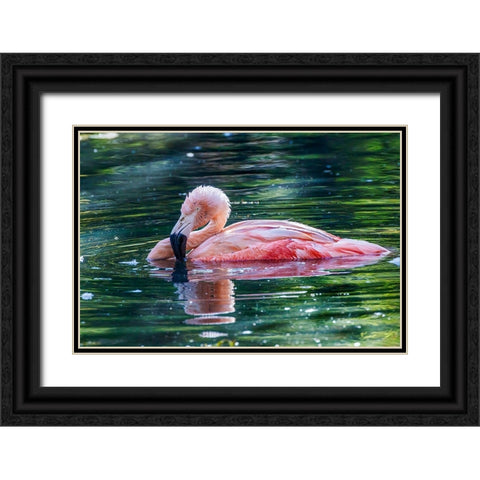 Chilean flamingo swimming Black Ornate Wood Framed Art Print with Double Matting by Jones, Adam