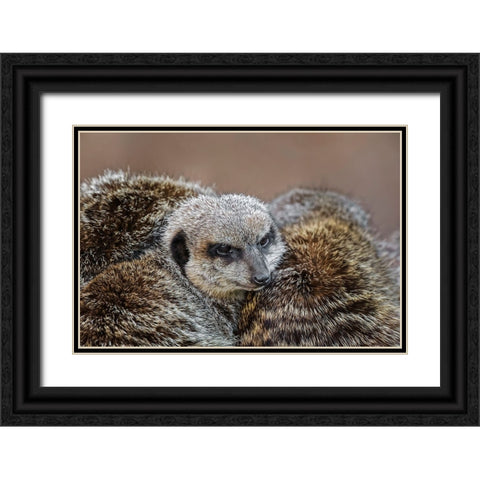 Meerkat family sleeping together Black Ornate Wood Framed Art Print with Double Matting by Jones, Adam