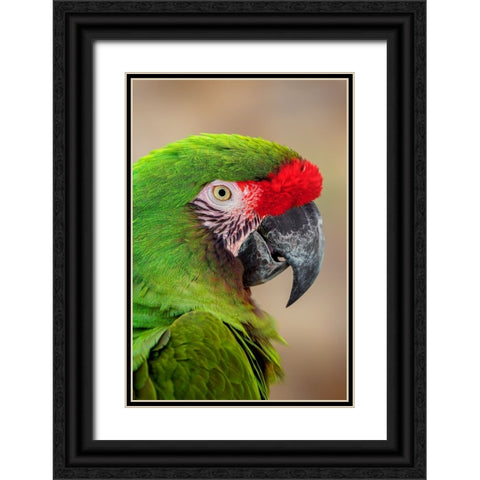 Great green macaw-native to South America Black Ornate Wood Framed Art Print with Double Matting by Jones, Adam