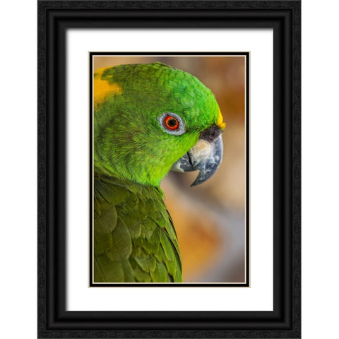 Yellow-napped Amazon parrot portrait Black Ornate Wood Framed Art Print with Double Matting by Jones, Adam