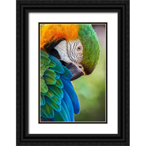 Blue and gold macaw Black Ornate Wood Framed Art Print with Double Matting by Jones, Adam