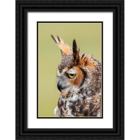 Great horned owl portrait Black Ornate Wood Framed Art Print with Double Matting by Jones, Adam