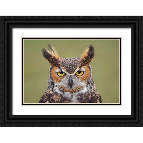 Great horned owl portrait Black Ornate Wood Framed Art Print with Double Matting by Jones, Adam