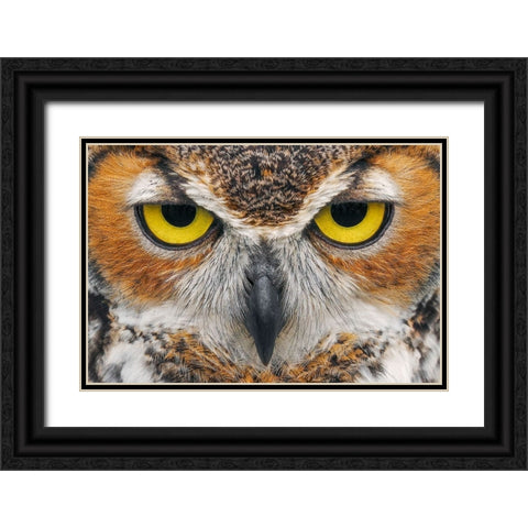 Close-up of Great horned owl Black Ornate Wood Framed Art Print with Double Matting by Jones, Adam