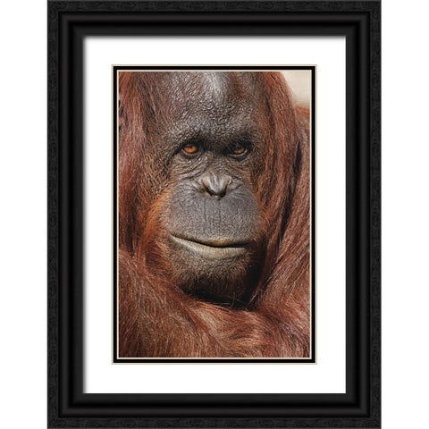 Orangutan-Pongo-native to Borneo and Sumatra Black Ornate Wood Framed Art Print with Double Matting by Jones, Adam